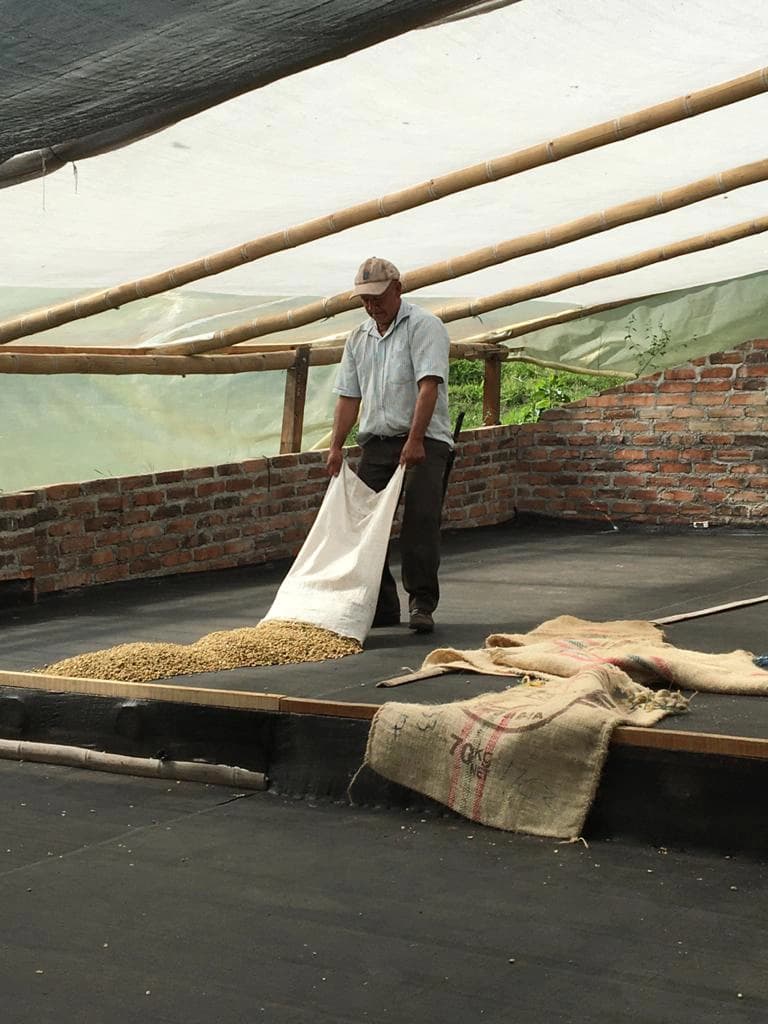 Eden Gesha - Colombian Miramar thumbnail 4