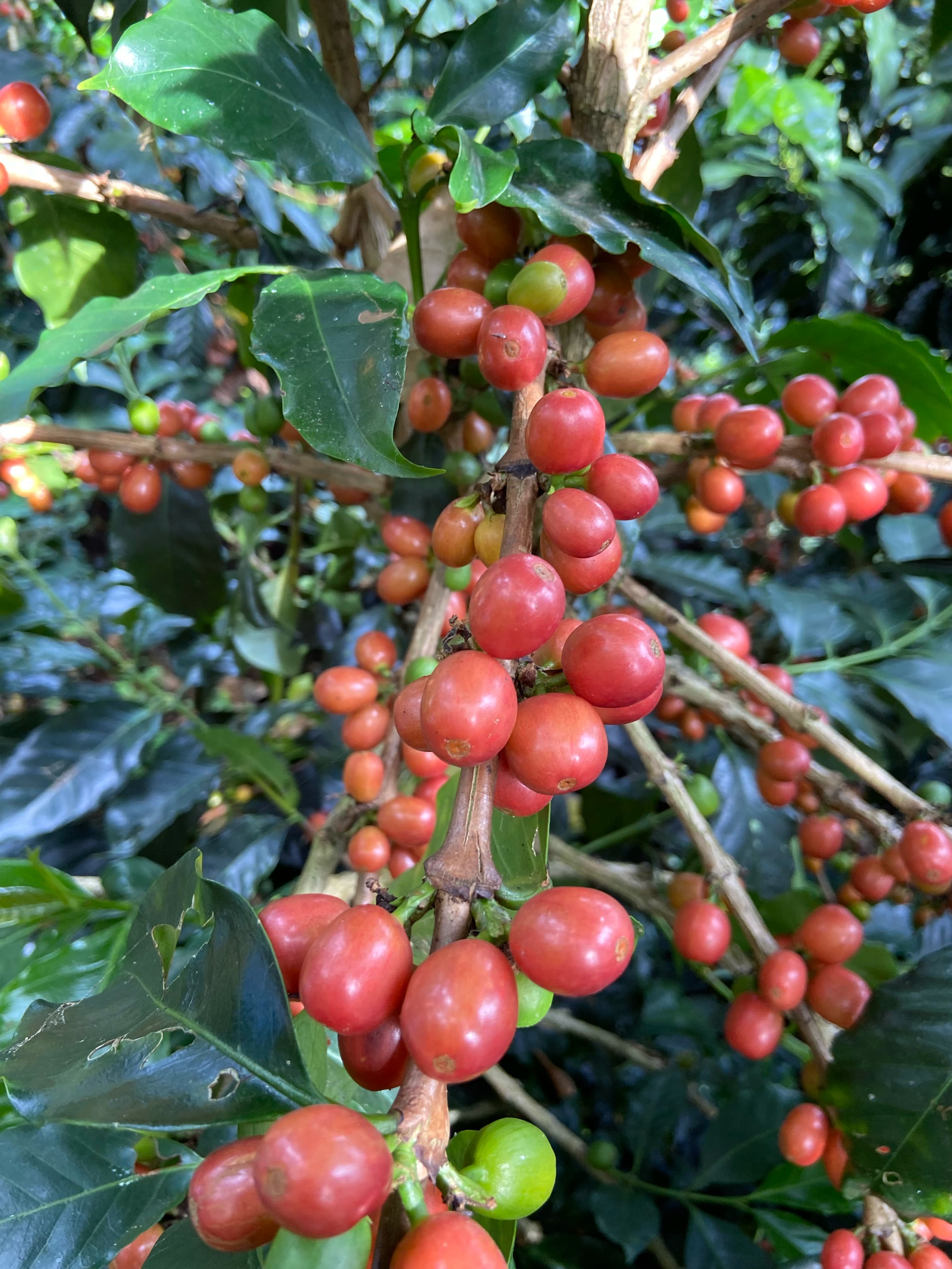 Eden Gesha - Colombian Miramar thumbnail 2