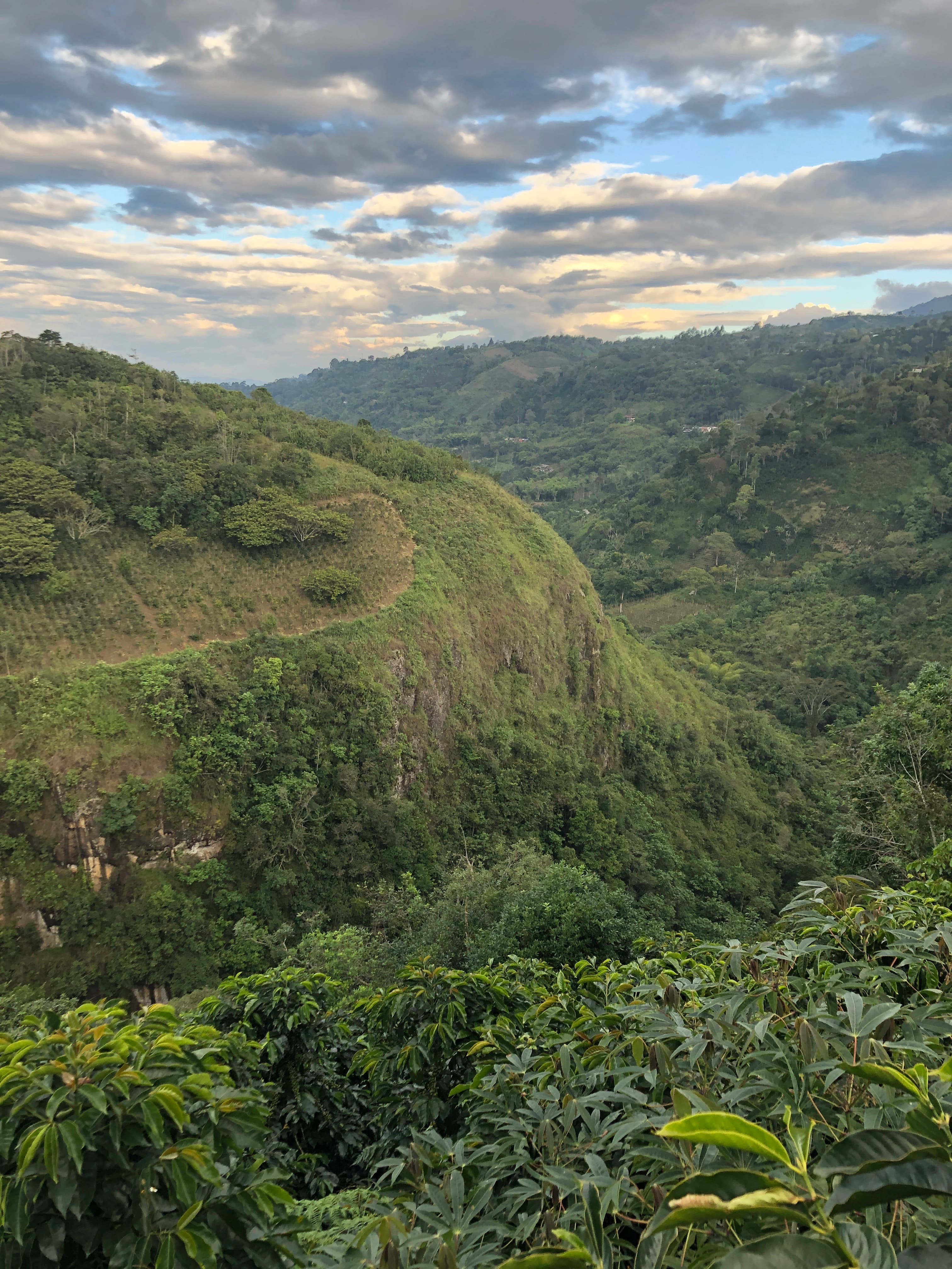 Eden Gesha - Colombian Miramar thumbnail 3