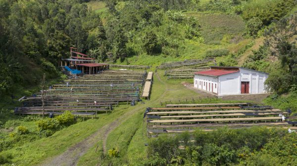 Velvet Isle - Rwandan Bikunda Island  - Freshly Roasted Whole Beans - Image 4