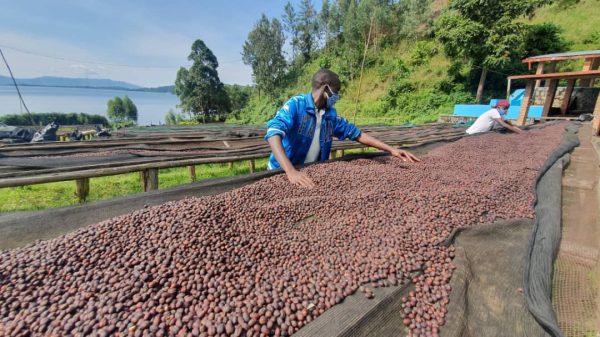 Velvet Isle - Rwandan Bikunda Island  - Freshly Roasted Whole Beans - Image 7